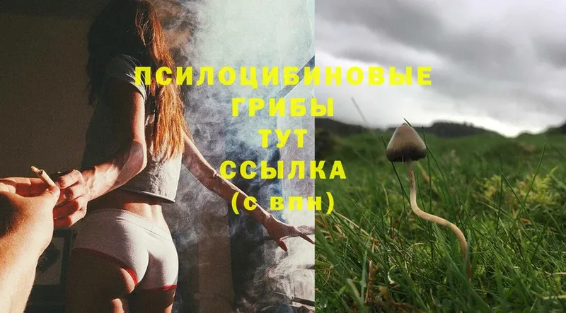 Галлюциногенные грибы Psilocybine cubensis  Красноуфимск 